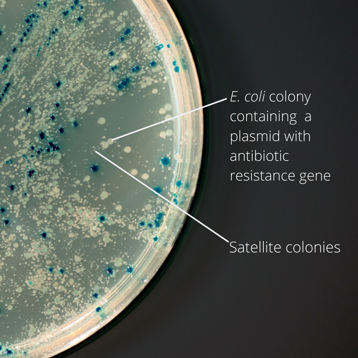 Troubleshooting Satellite Colonies GoldBio